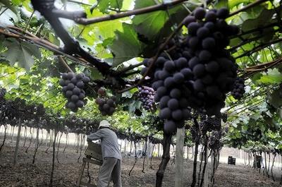 Análise de solo e recomendação agronômica prosseguem com agendamento