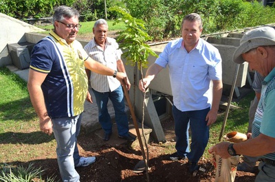 Câmara ganha nova árvore