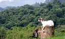 Serra do Japi